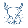 prostata